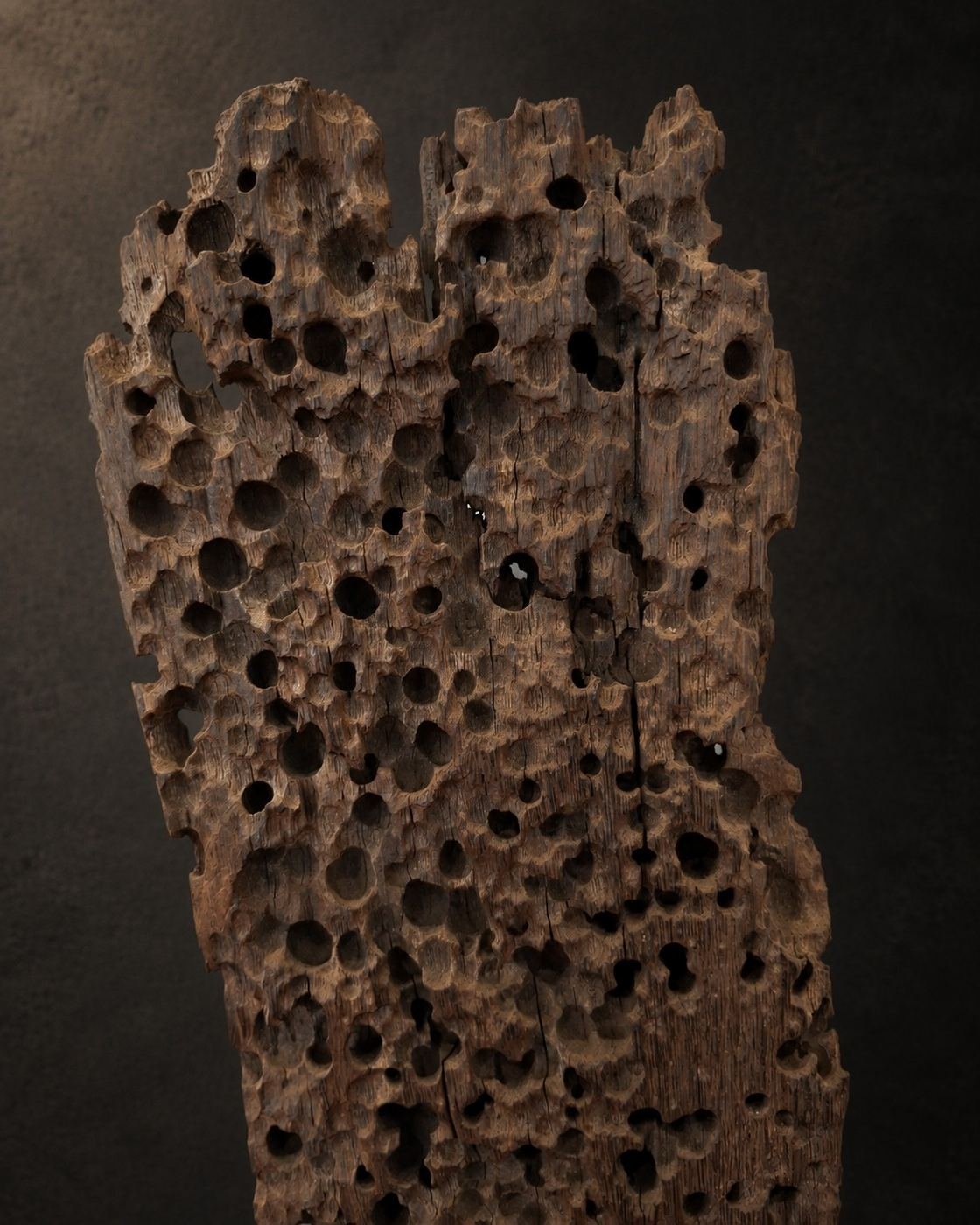 The Mahakam Archive II, view 2 of 2
